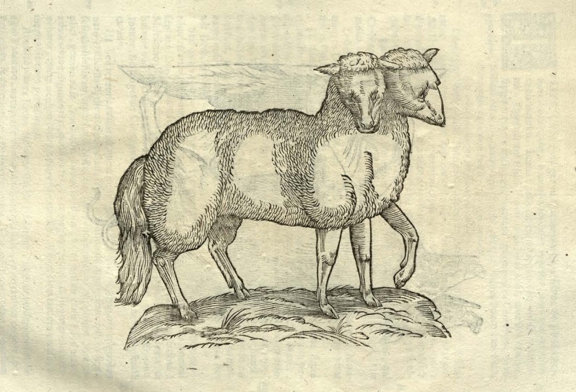 Stara rycina. Przedstawia wwugłowe jagnię. Rysunek nieco schematyczny. 