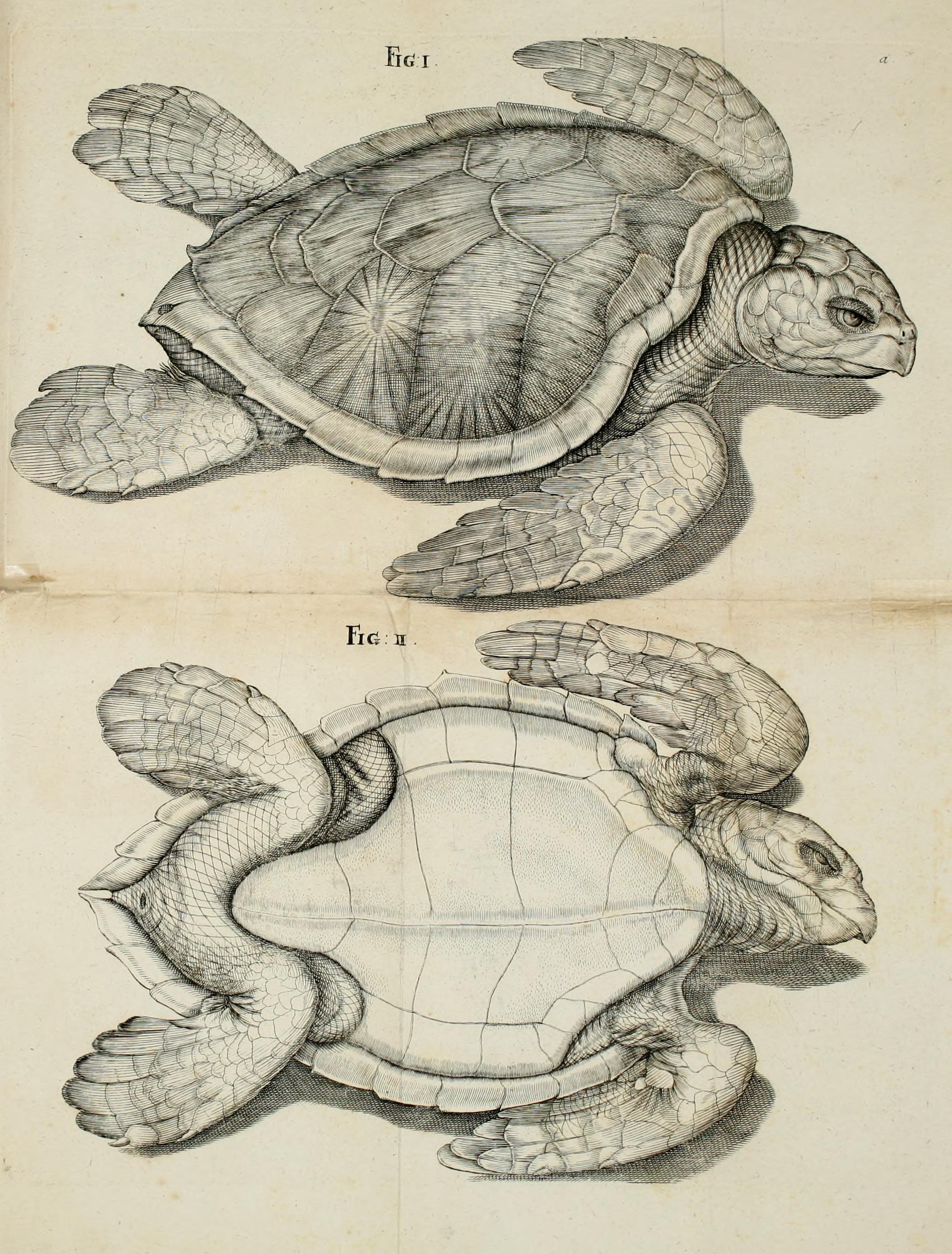 Rycina przedstawia żółwia w dwóch ujęciach: od góry i od dołu. Rysunek bardzo precyzyjny, każdy szczegół anatomiczny dopracowany. 

