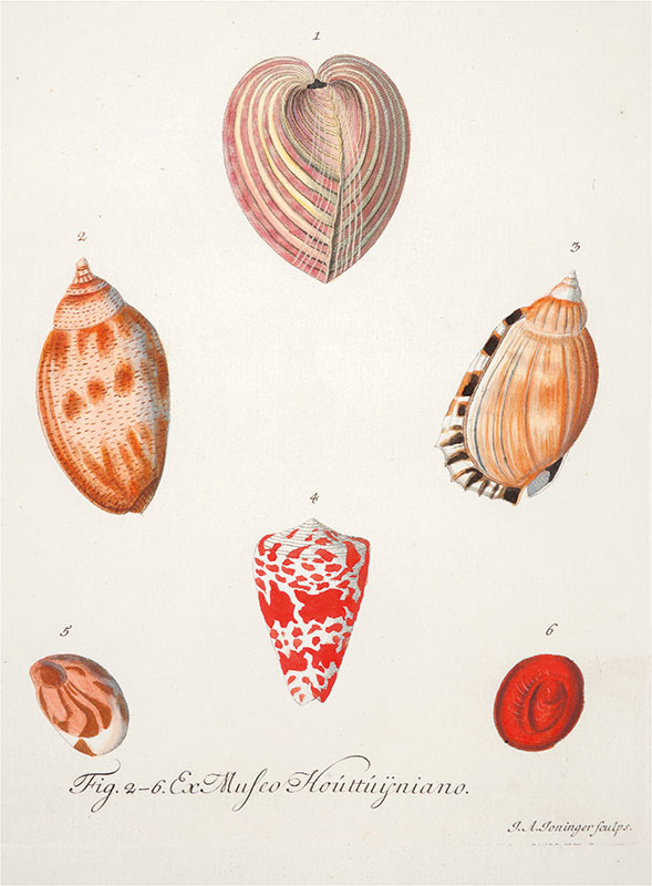 Ilustracja barwna. Przedstawia sercówkę i kolorowe muszle mięczaków. Rysunki oznaczone cyframi. 