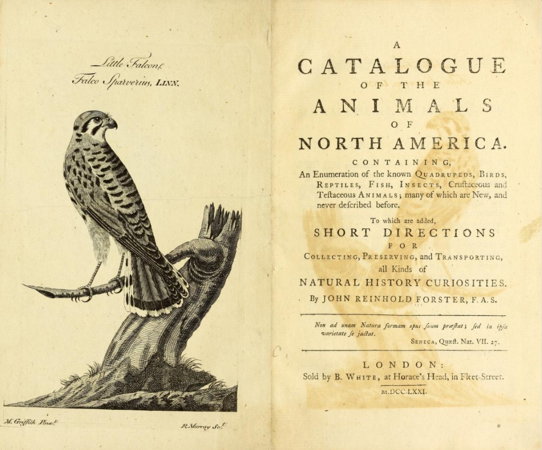 Rycina i strona tytułowa z książki. Przedstawia ptaka siedzącego na gałęzi drzewa i pierwszą stronę książki. 
