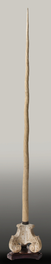 Kolorowe zdjęcie pokazujące kieł narwala, czyli „róg jednorożca”. 