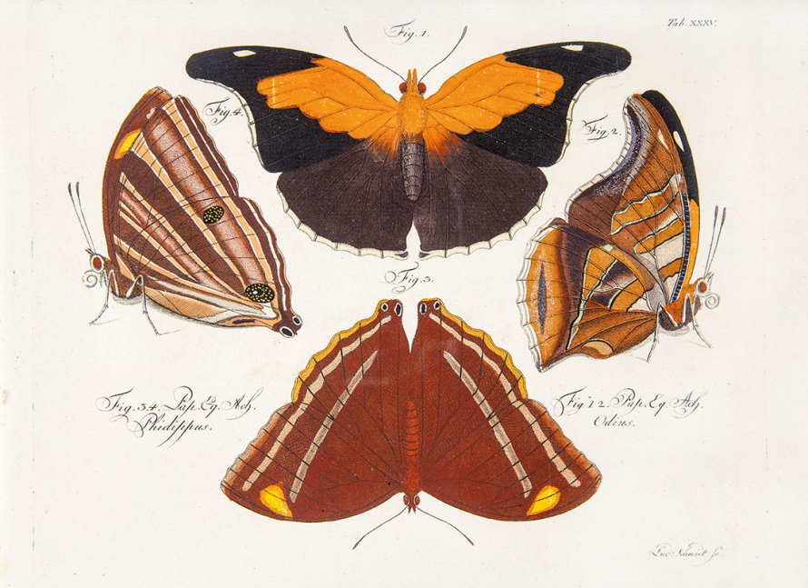 Kolorowa grafika. Przedstawia kolorowe motyle opisane. Dwa motyle z rozłożonymi skrzydłami, dwa umieszczone z boku mają złożone skrzydła. 






