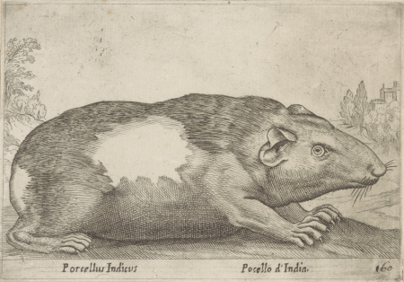 Rycina przedstawia krępe zwierzę z bardzo krótkimi nóżkami i pazurami. Zwierzę na podłużną mordkę i małe uszy. Po prawej stronie zarys drzew i budowli. Jest to kawia.