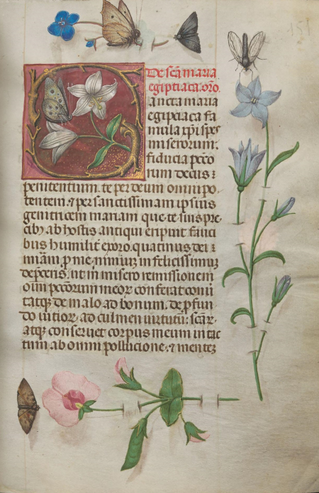 Karta z „Godzinek z kalendarzem zawierającym wspomnienia świętych czczonych w różnych diecezjach niemieckich”. Jest to rękopis zdobiony kwiatami, oraz motylami.   