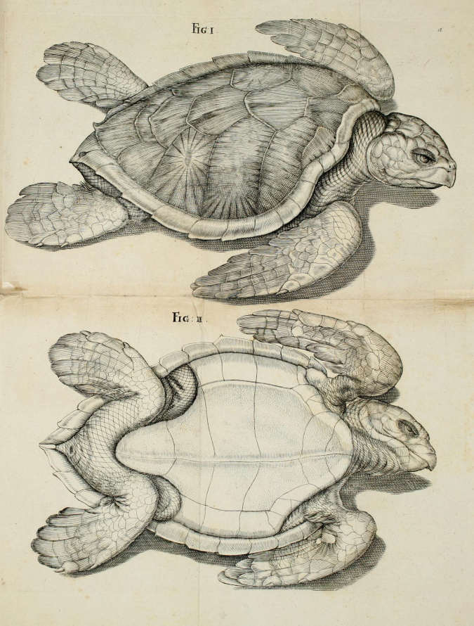 Rycina przedstawia żółwia w dwóch ujęciach: od góry i od dołu. Rysunek bardzo precyzyjny, każdy szczegół anatomiczny dopracowany. 
