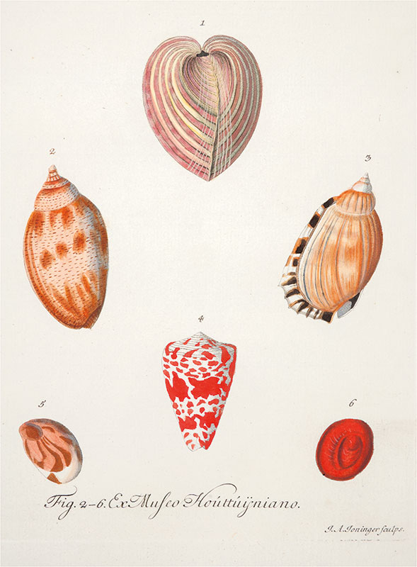 Ilustracja barwna. Przedstawia sercówkę i kolorowe muszle mięczaków. Rysunki oznaczone cyframi. 