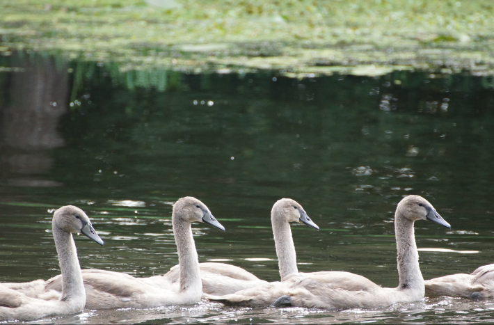 Zdjęcie przedstawia cztery młode łabędzie płynące w równym rzędzie.
