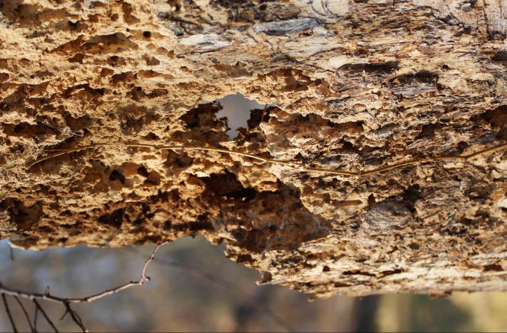 Zdjęcie przedstawia fragment zpruchniałego drzewa.