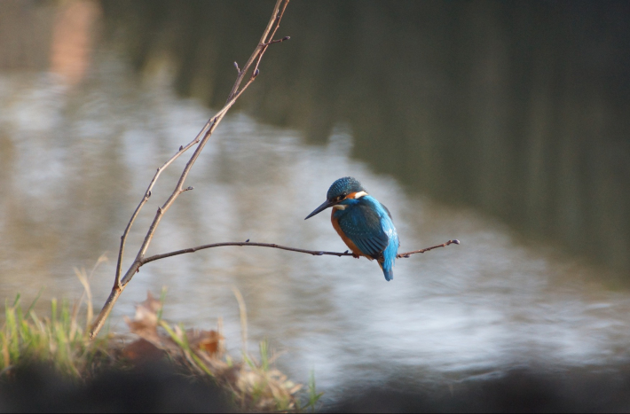 Zdjęcie przedstawia zimorodka siedzącego na gałęzi na tle wody