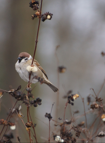Zdjęcie przedstawia wróbla siedzącego na uschniętej roślinie.
