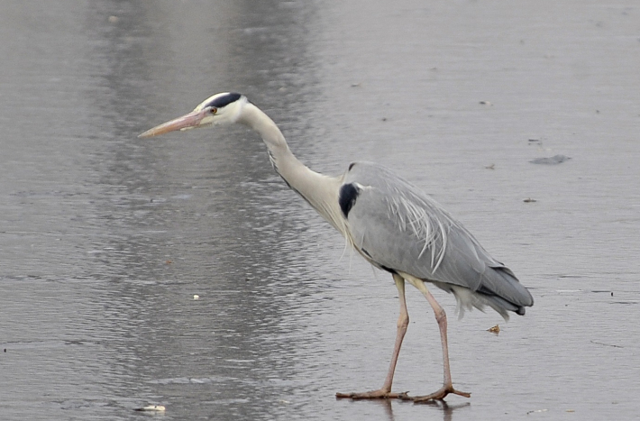 Zdjęcie przedstawia dwa ptaki nas wodą - najpewniej czaplę i rybitwę.
