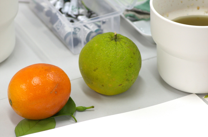 Zajęcia z ilustracji botanicznej, rośliny, farby.