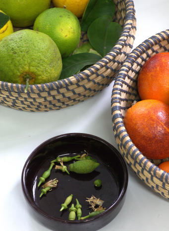 Zajęcia z ilustracji botanicznej, rośliny, farby.