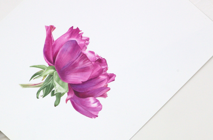 Zajęcia z ilustracji botanicznej, rośliny, farby.